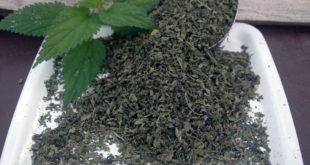 Brennesseltee kaufen