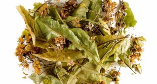 Lindenblütentee kaufen