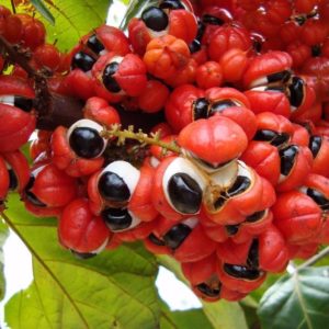 Guarana