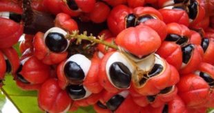 Guarana