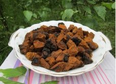 Chaga Pilz Abnehmen